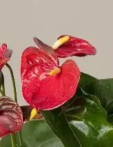 Anthurium Red 3gal