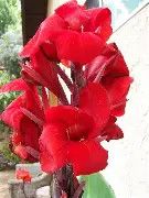 Canna Lily 3 Gal, Color: Red