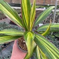 Cordyline Kiwi 3 Gal