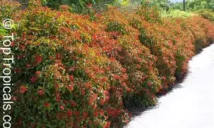 Firecracker Bush