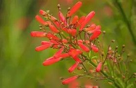 Firecracker Bush