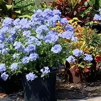 Plumbago Blue Bush 3 gal