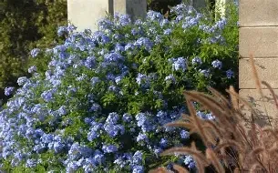 Plumbago Blue Bush 3 gal