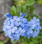 Plumbago Blue Bush 3 gal