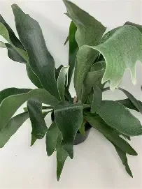 Staghorn Fern 6"