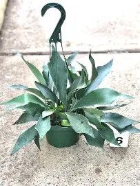 Staghorn Fern 6"