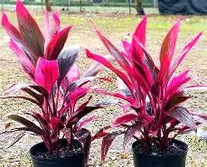 Cordyline Red Sister 3 Gal