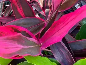 Cordyline Red Sister 3 Gal