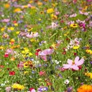 Wild flower Mix .25#