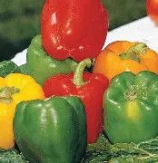 California Wonder Bell Pepper .25 oz