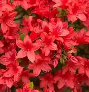 Midnight Flare Azalea 3 Gal