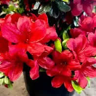 Midnight Flare Azalea 3 Gal