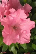 Pink Gumpo Azalea 3 gal