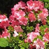 Pink Gumpo Azalea 3 gal