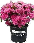 Azalea Pink Ruffles 3gal