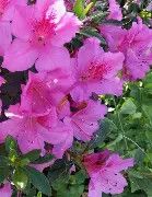 Formosa Lavender Azalea 3 Gal