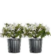 GG Gerbing Azalea  3gal