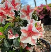 Azalea, Encore Autumn Starburst 3  gal
