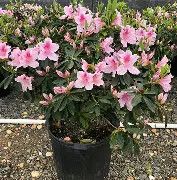 Azalea George tabor 3 Gal