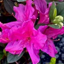 Azalea Encore Autumn Royalty 3 Gal