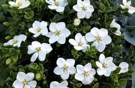 Daisy Gardenia 3 Gal