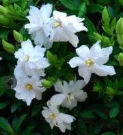 Radican Gardenia 3 Gal