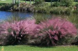 Pink Muhly Grass 3 Gal