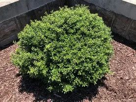 Soft Touch Holly 3 Gal
