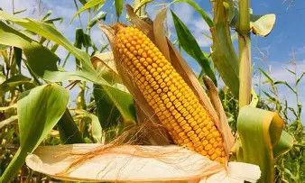 Yellow Dent Field Corn 50#
