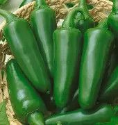 Tam Jalapeno Pepper .25oz