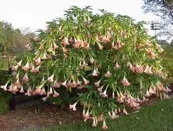 Angel trumpet Pink