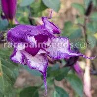 Devils Trumpet Double Purple