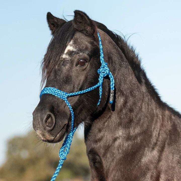 Cashel Flat Braid Pony Halter w/ Lead Blue