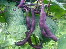 LA Purple Pod Pole Bean .5#
