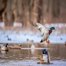 Higdon XS Crazy Kicker-Mallard Drake