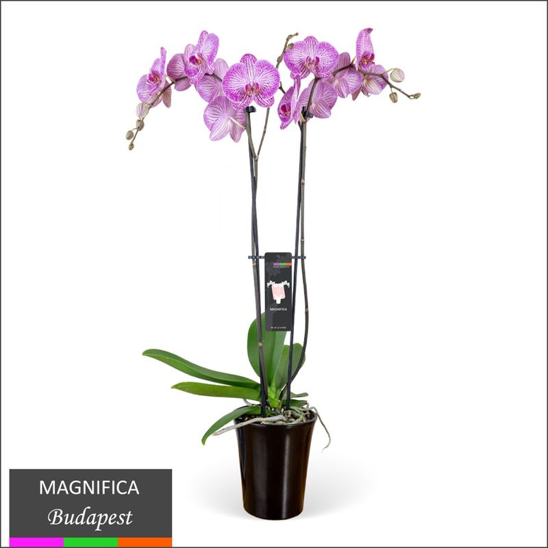 SMALL ORCHID $24 (2026)