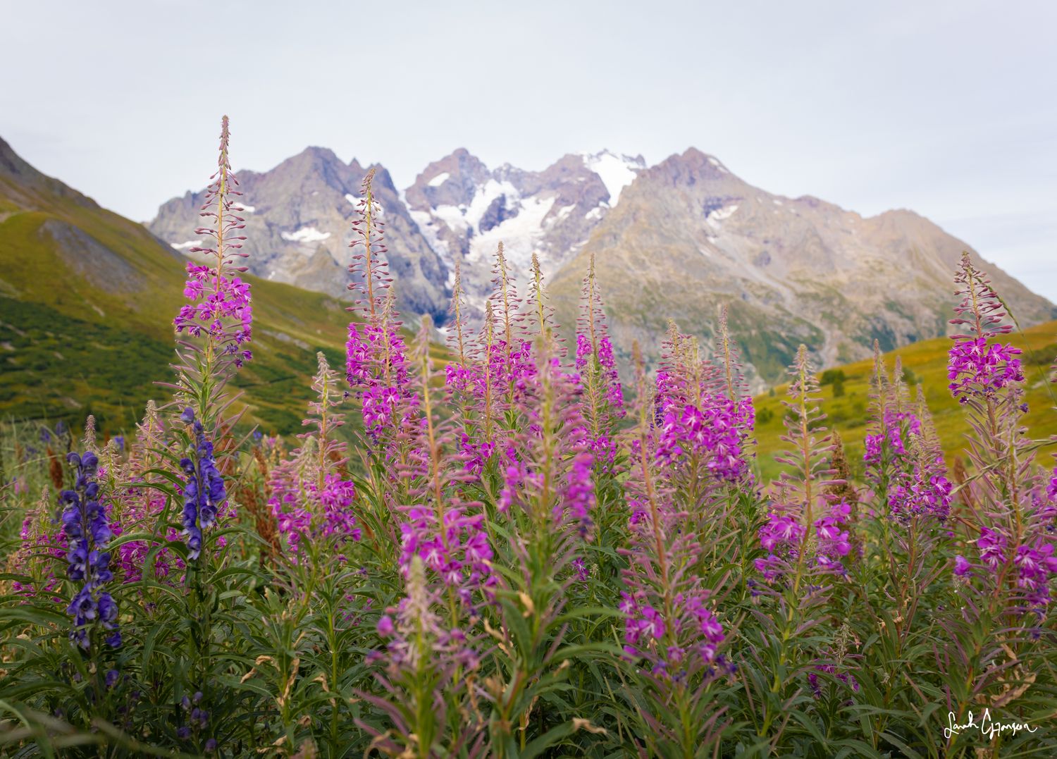 Epilobes au Col du Lautaret