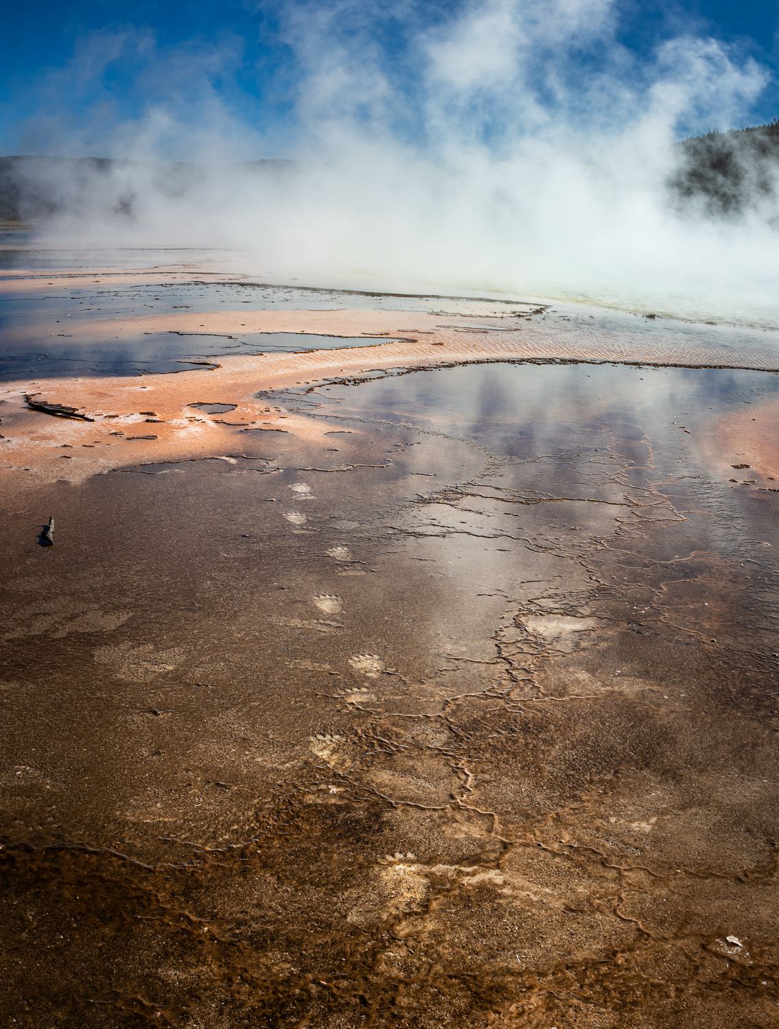 Grizzly Footprints in Grand Prismatic Spring
