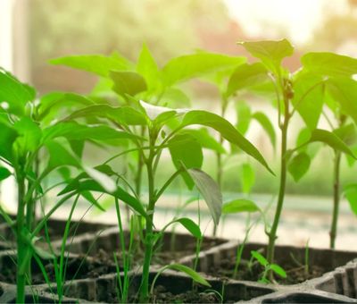 Propagation
