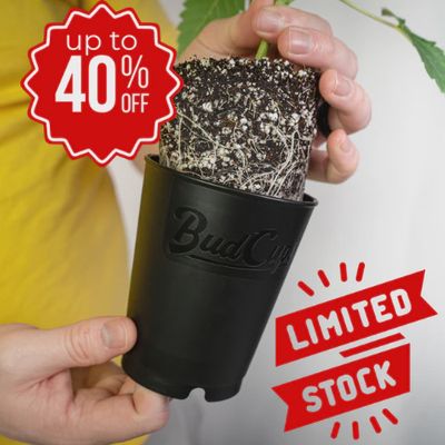 BudCups