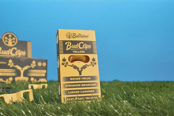 Yellow BudClips