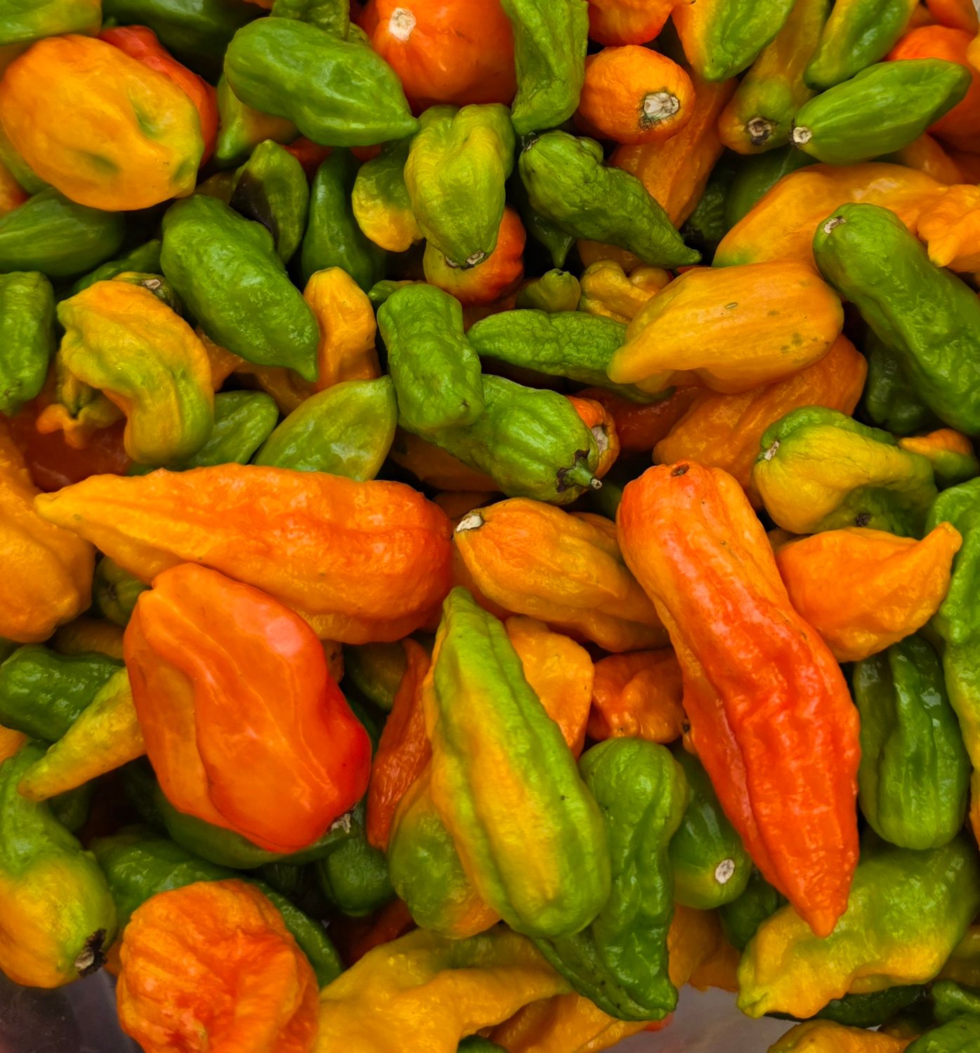 Scorpion Pepper Jelly