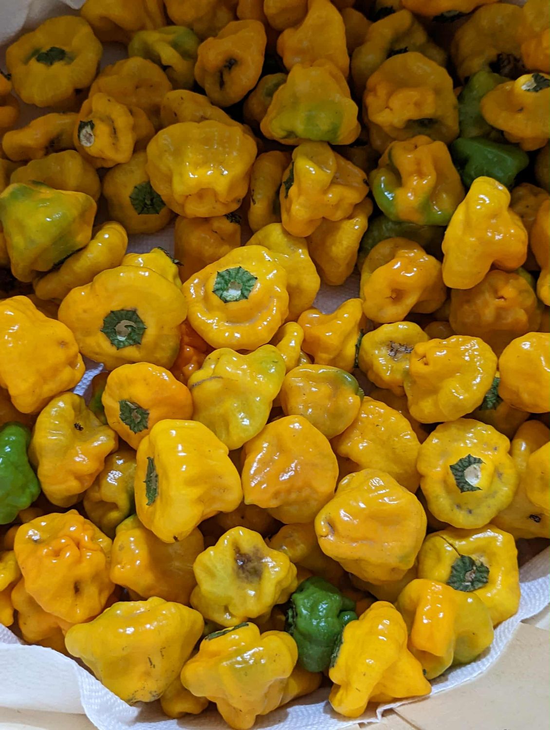 Scotch Bonnet Pepper Jelly