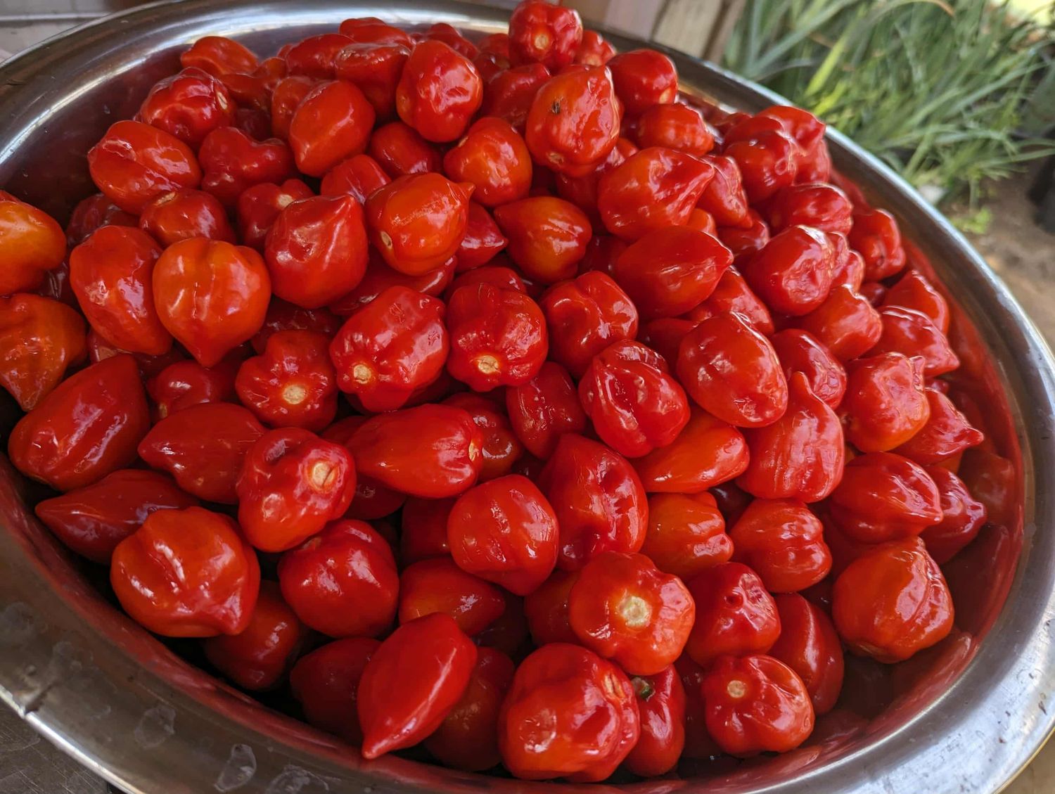 Habanero Ferment Pepper Jelly - Hot