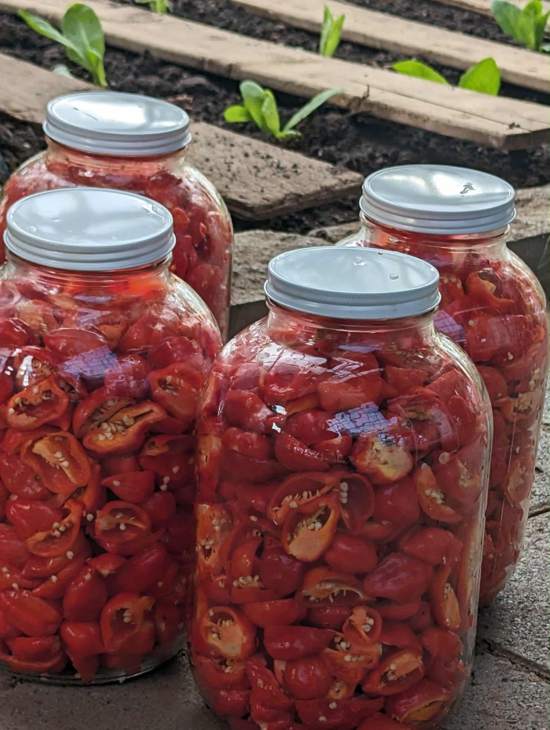 Habanero Ferment Pepper Jelly - Medium