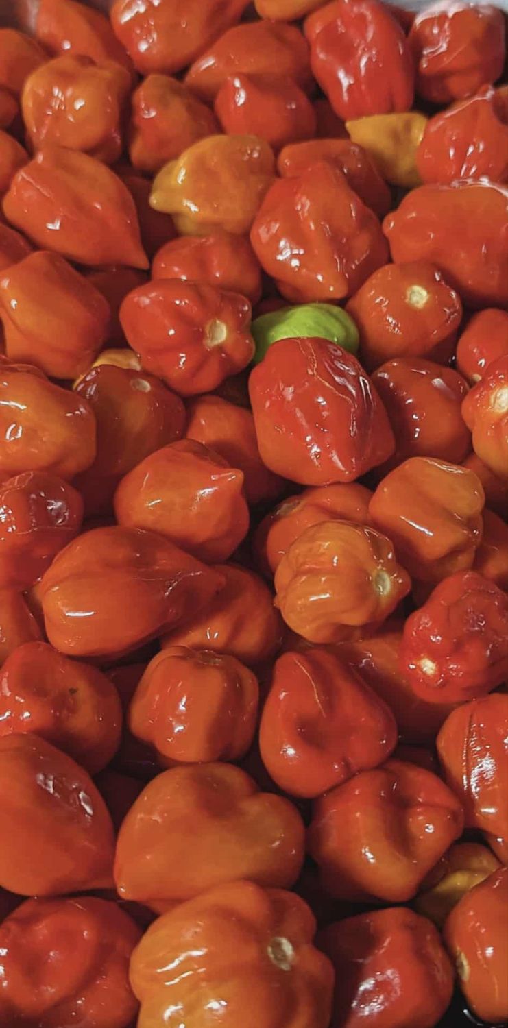 Signature Blend Red Habanero Pepper Jelly - Medium