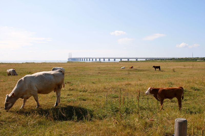 Fototavla Öresundsbron från strandängarna