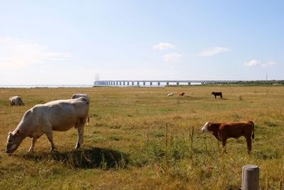 Fototavla Öresundsbron från strandängarna