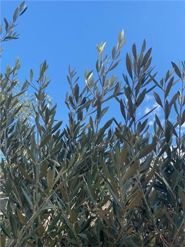 Olive Tree Assorted