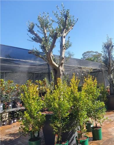 Olive Tree Assorted, Pot Size: 270L